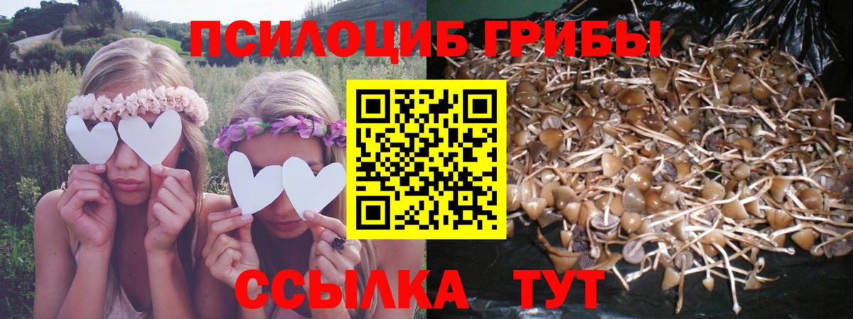 Котельники  Псилоцибиновые грибы Psilocybine cubensis  Вход с VPN 